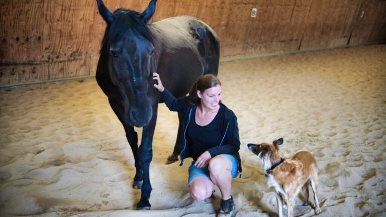 Pferd mit Frau und Hund