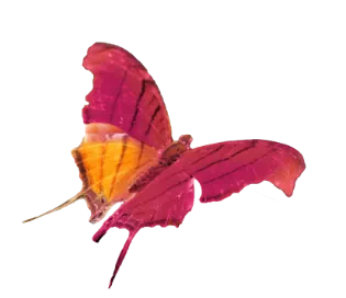 Schmetterling in FIP-Farben
